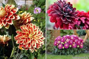 What-flowers-to-plant-at-the-dacha-18