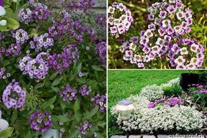 What-flowers-to-plant-at-the-dacha-19