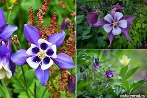 What-flowers-to-plant-at-the-dacha-6