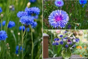 What-flowers-to-plant-at-the-dacha-8