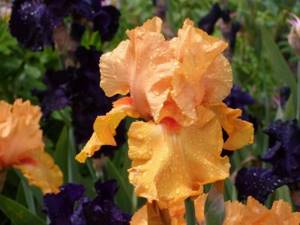 What types of irises are there: varieties with photos and names