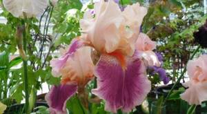 What types of irises are there: varieties with photos and names