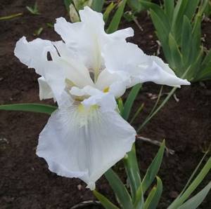 What types of irises are there: varieties with photos and names