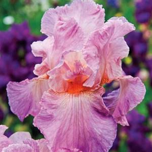 What types of irises are there: varieties with photos and names