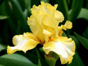 What types of irises are there: varieties with photos and names