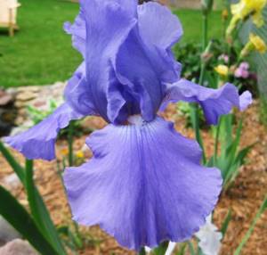 What types of irises are there: varieties with photos and names