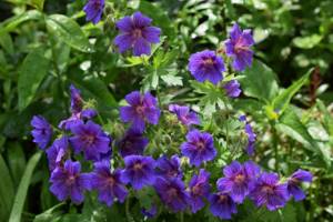 What perennials are planted in the fall before winter?