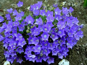 What perennials are planted in the fall before winter?