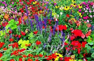 Which color combination to choose for a flower bed: possible options and patterns