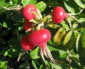 Which variety of rose hips to choose for planting in the country