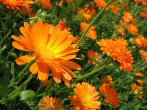 Calendula officinalis can be grown independently in summer cottages and garden plots.