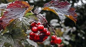 Viburnum in the garden: growing and care