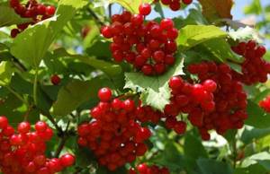 Viburnum in the garden: growing and care