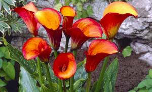 Calla, both tuberous and rhizomatous, prefers to grow in a well-lit place