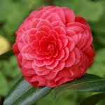 Camellia japonica: description
