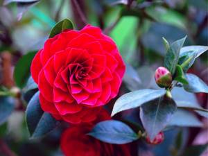camellia japonica