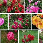 Канадские розы: особенности данной разновидности роз