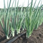 Drip tape for watering double-row planting of onions