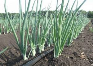 Drip tape for watering double-row planting of onions