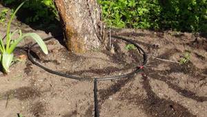 Drip irrigation for trees.jpg