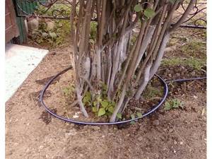 Drip irrigation