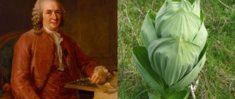 Carl Linnaeus and wild cabbage