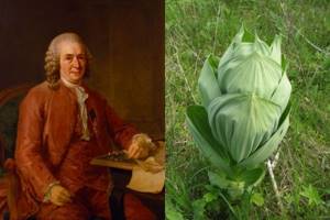 Carl Linnaeus and wild cabbage