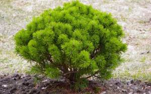 Dwarf mountain pine
