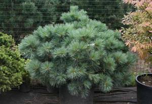 Weymouth dwarf pine