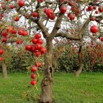 Карликовая яблоня в саду