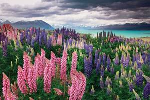 Pictures upon request Lupine