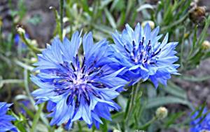 Pictures upon request Perennial cornflower