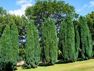 Elwoody cypress trees