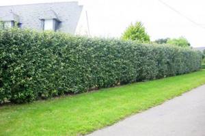 cotoneaster hedge photo
