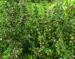 cotoneaster brilliant in the garden