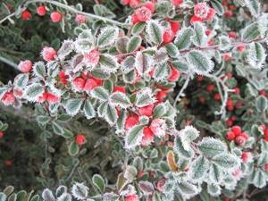 Cotoneaster in winter
