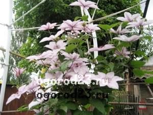 Clematis planting care 10