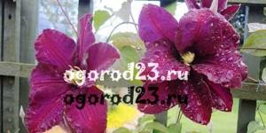 Clematis planting care 6