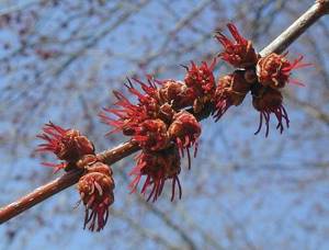 Silver maple: height and trunk of the tree. What is the name of the maple fruit? 