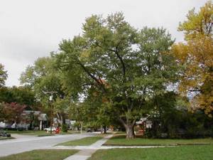 Silver maple: height and trunk of the tree. What is the name of the maple fruit? 