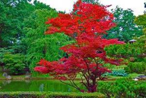Japanese red fan maple. Description and varieties of red maple 01 