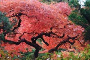 Japanese red fan maple. Description and varieties of red maple 02 
