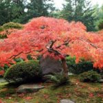Japanese red fan maple. Description and varieties of red maple 