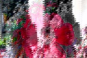 Кленолистный Махагон - Виды китайских роз