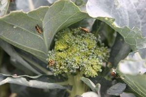 Bugs on cabbage