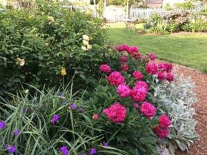 Flowerbed with peonies