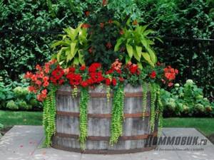 flowerbed in a barrel