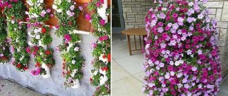 DIY petunia flower beds made from PVC pipes