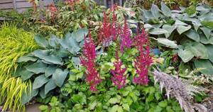 when to plant astilbe