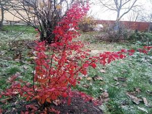 When to plant barberry seeds in the fall